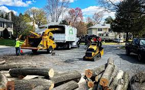 Professional Tree Care in Selah, WA