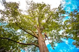 Best Emergency Tree Removal  in Selah, WA