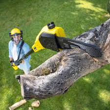Best Tree Cabling and Bracing  in Selah, WA