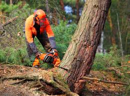 How Our Tree Care Process Works  in  Selah, WA